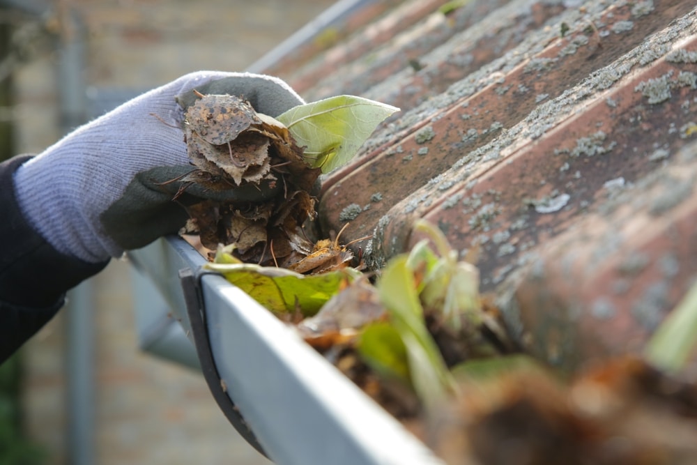 A person wearing protective work gloves pulling a handful of wet brown leaves and debris out of a residential roof gutter.
