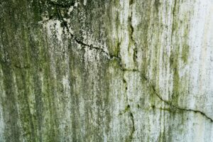 close-up of gloeocapsa magma algae streaks before ocala roof cleaning