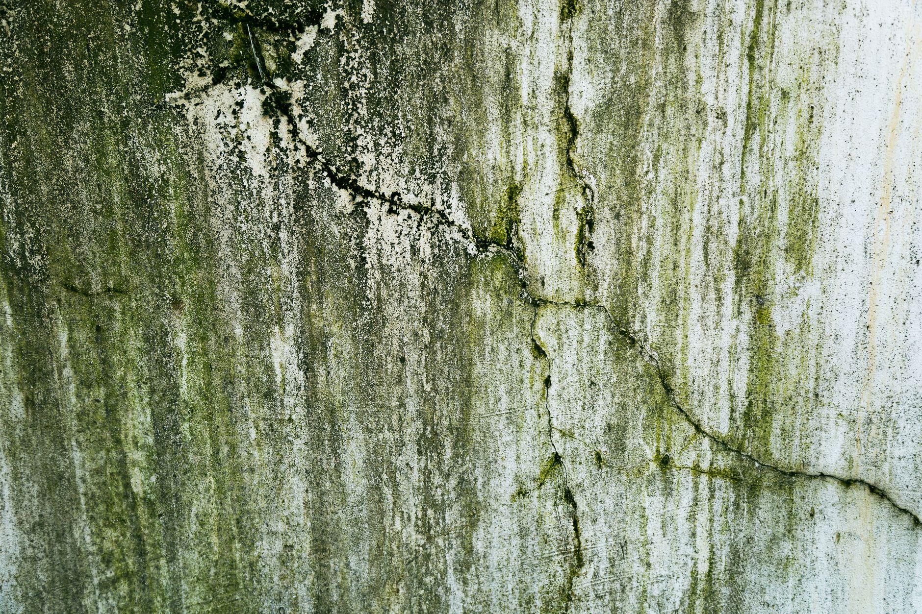 close-up of gloeocapsa magma algae streaks before ocala roof cleaning
