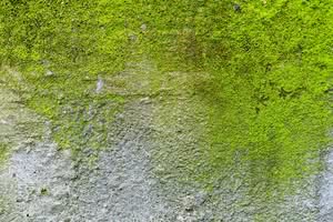 A close-up view of bright green moss and organic algae spreading across a rough texture gray concrete and stucco wall, demonstrating how to stop destructive algae on your Ocala stucco this August.