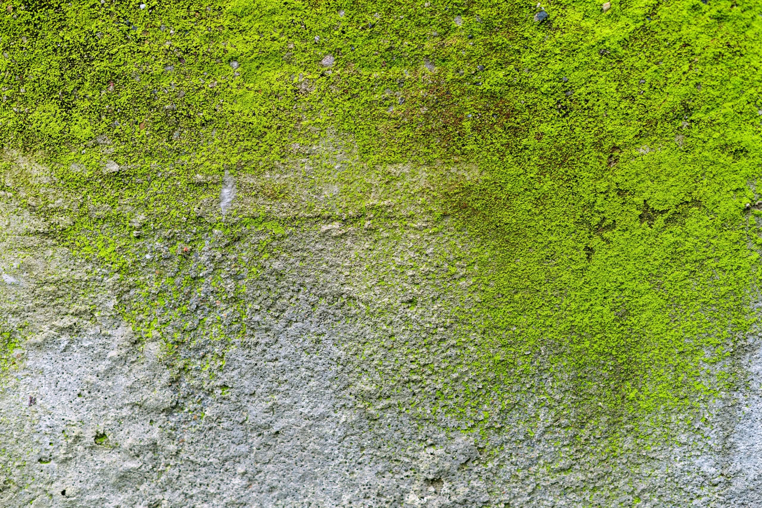 Algae on Your Ocala Stucco: How to Protect Your Home 1 A close-up view of bright green moss and organic algae spreading across a rough texture gray concrete and stucco wall, demonstrating how to stop destructive algae on your Ocala stucco this August.