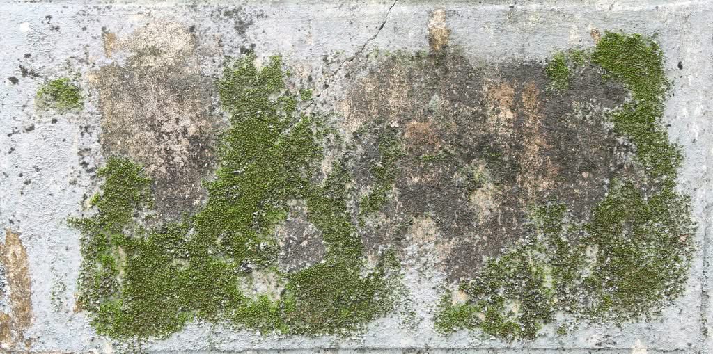 Algae on Your Ocala Stucco: How to Protect Your Home 2 A close-up view of a rough, light gray concrete and stucco wall heavily stained with dark organic growth and patches of bright green moss, highlighting the need for professional stucco algae removal services in Orlando, FL.
